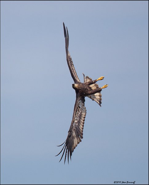 _5SB4434 2nd year bald eagle.jpg